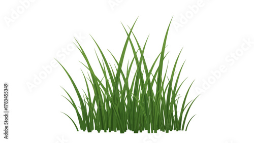 Bunch of green grass on a white background