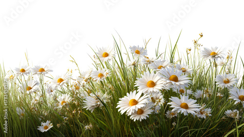 Fototapeta Naklejka Na Ścianę i Meble -  Field of white daisies with tall green grass