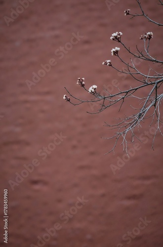 water drops on a tree