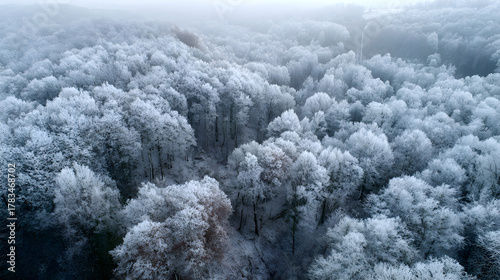 Frosted forest viewed from drone, cinematic aerial HDR capture and wide tranquil tone