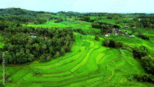  green rice fields in lombok indonesia