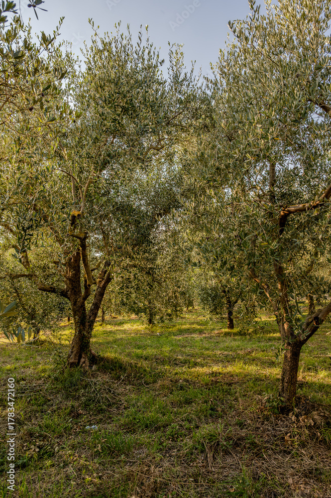 Obraz premium Spectacular photos of olive trees