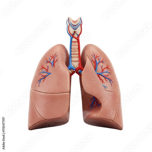 Human lungs anatomy model for medical illustration