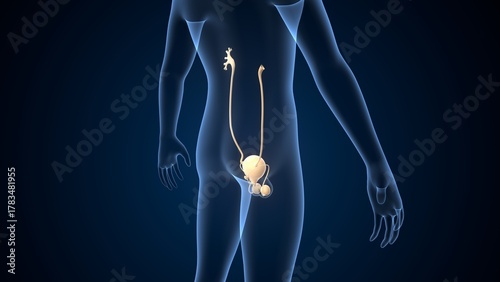 Bild auf Leinwand Human testies anatomy. 3d illustrations