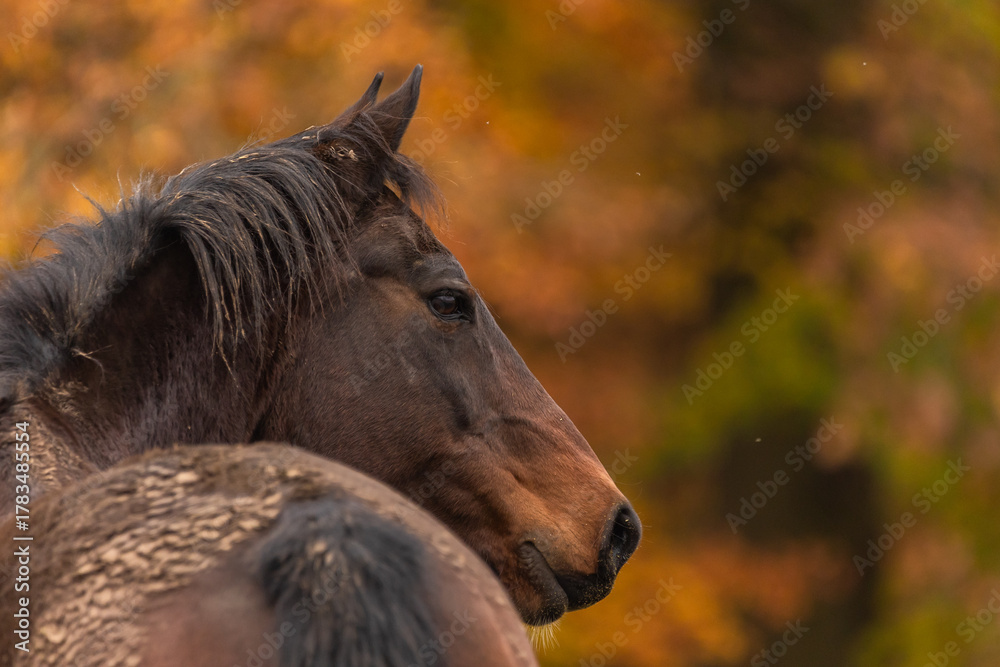 Obraz premium Warmes Pferdepotrait im Herbst
