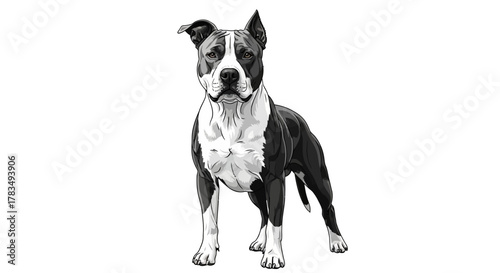 Black and white american staffordshire terrier standing proudly