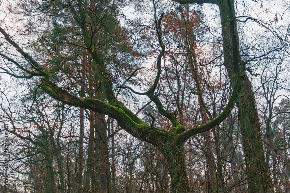 Fototapeta premium Mystical tree among the pines