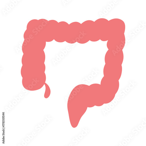 Human Large Intestine Organ Anatomy.