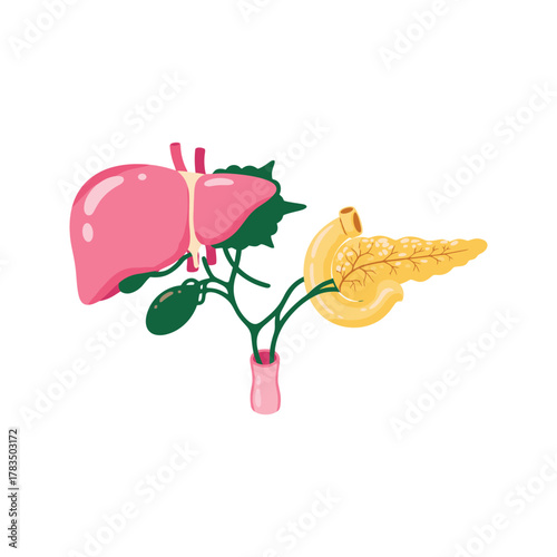 Human Liver and Pancreas Organs Connected by Ducts.