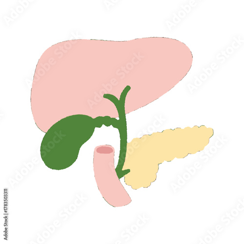 Human Liver Gallbladder Pancreas and Duodenum Anatomy Illustration.