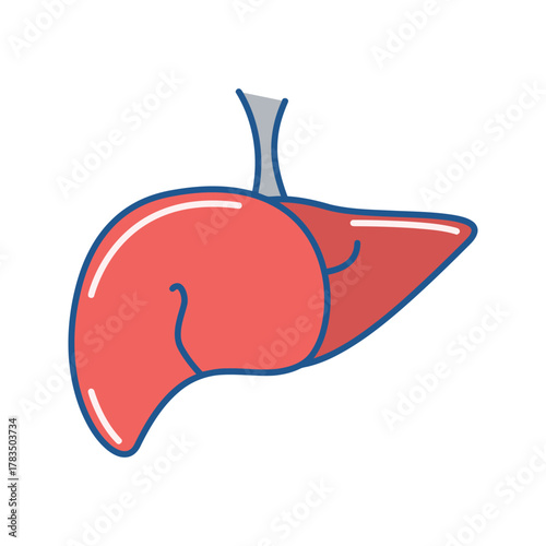 Human Liver Organ Anatomy Illustration.