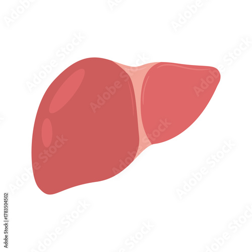 Human Liver Organ Illustration.