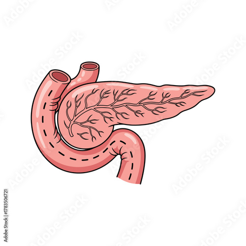 Human Pancreas and Duodenum Anatomy Illustration.