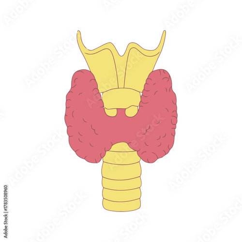Human Thyroid Gland and Trachea Anatomy Illustration.