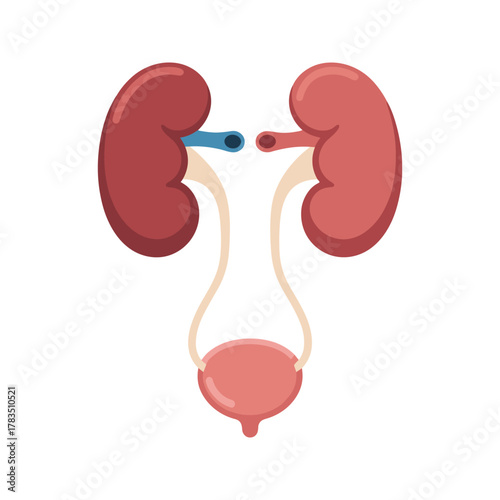 Human Urinary System Anatomy Illustration 4.