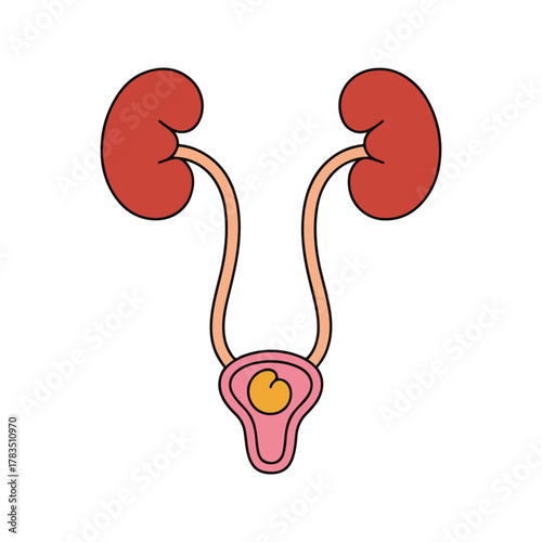Human Urinary System with Kidneys and Bladder.