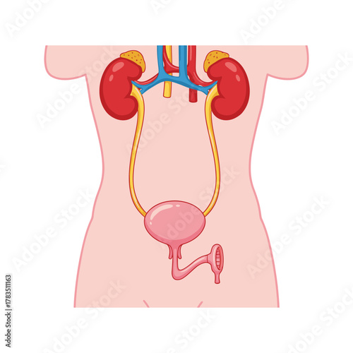 Human urinary system with kidneys ureters bladder and urethra.