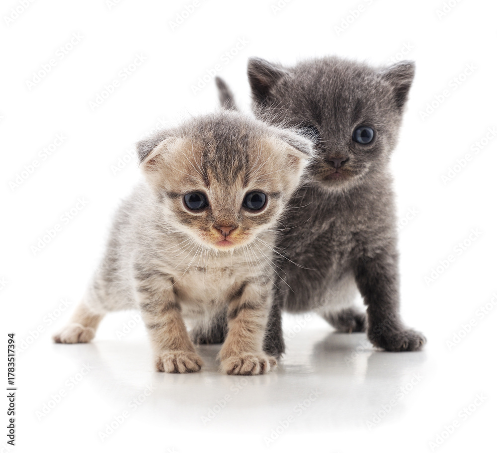 Fototapeta premium Two funny kittens on a white background.