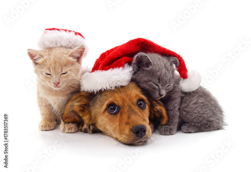 Cute puppy and kittens wearing Santa hats on white background.