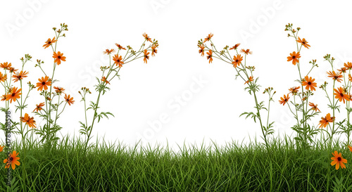 Symmetrical sprays of slender orange flowers emerging from green grass, isolated on transparent background.