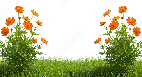Symmetrical orange cosmos flowers and foliage over lush green grass border, isolated on transparent background.v