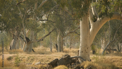 eucalyptus trees in dry river bed in australia 543