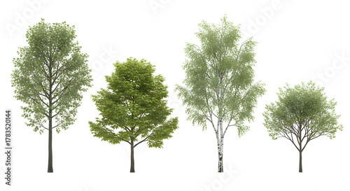 Group of four isolated deciduous trees, including a prominent white birch, isolated on transparent background.