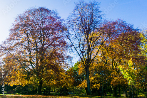 autumn in the park