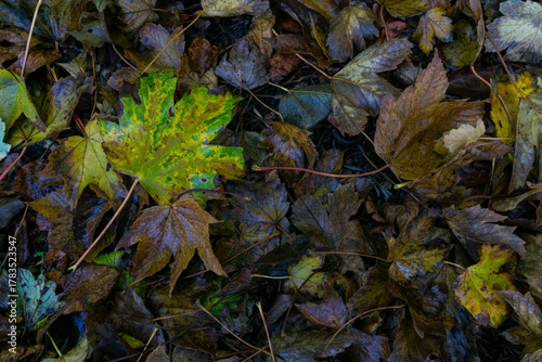 autumn leaves on the ground