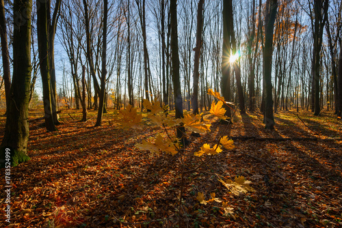 Las Zwierzyniecki jesienią, Białystok, Podlasie