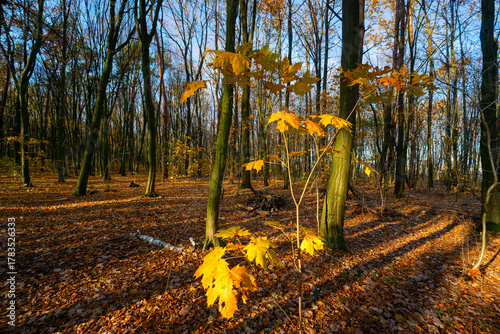 Las Zwierzyniecki jesienią, Białystok, Podlasie