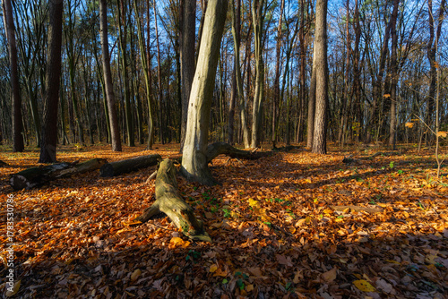 Las Zwierzyniecki jesienią, Białystok, Podlasie