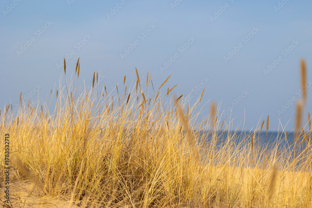 Obraz premium A beautiful sunny day at the beach with dry grass growing in the dunes of Baltic sea. Seaside scenery in Latvia, Europe.