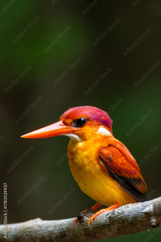Fototapeta premium A vertical photograph of a Rufous-backed Dwarf Kingfisher (Ceyx rufidorsa) perched on a branch