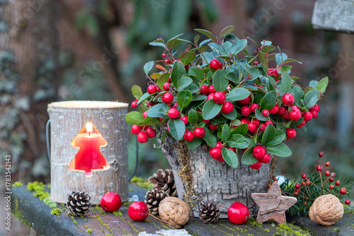 Weihnachts-Gartendekoration mit Scheinbeere (Gaultheria procumbens) im Topf und Holz-Laterne	
