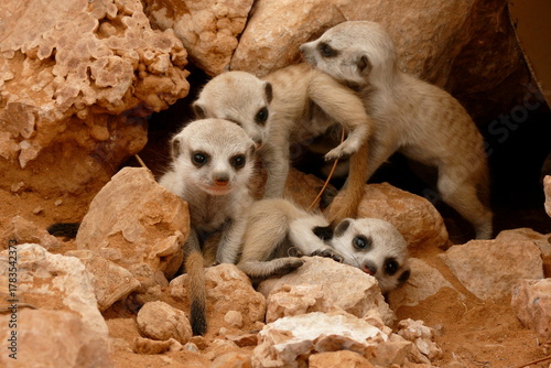 Fotografi four meerkat babies close together 19