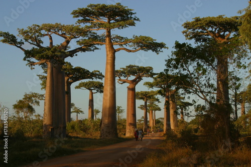 Allée des Baobabs, famous spot in western Madagascar 163
