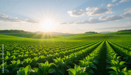 Vibrant Green Agricultural Field with Rolling Hills under a Bright Summer Sun and Clear Sky