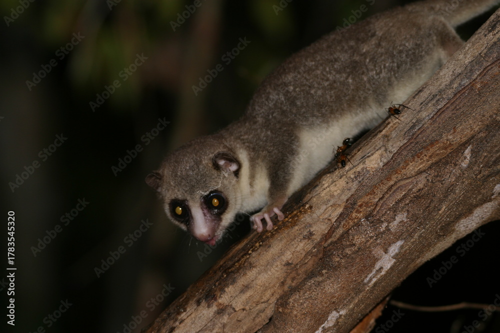 Fototapeta premium Endangered mouse lemur Microcebus Goodman on a tree trunk at night 849