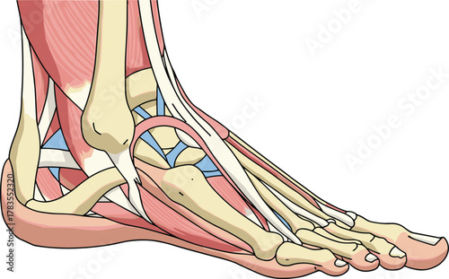 Detailed human foot and ankle anatomy illustration, bones muscles tendons ligaments diagram, educational medical drawing, podiatry study, cad drawing flat vector illustration