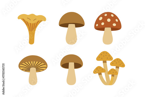 Collection of wild forest fungi species including chanterelle, bolete, and toadstool