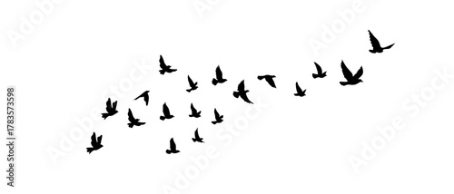 Flock of flying birds silhouette on white background 