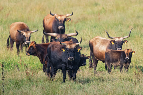 Photos Heck Cattle - herd of backbreeding cattle breed of extinct wild Aurochs (Bos pri