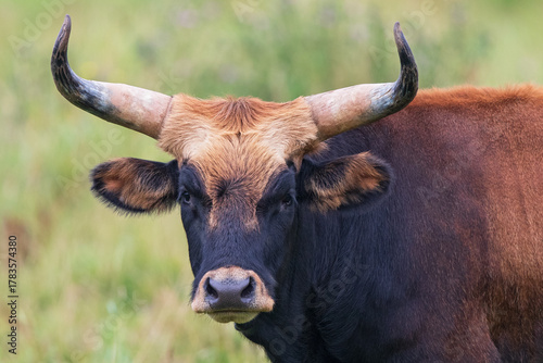 Foto Heck Cattle - bull portrait of backbreeding cattle breed of extinct wild Aurochs