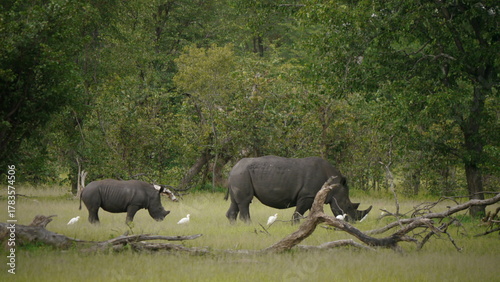 Square-lipped rhinoceros with offspring eating grass followed by herons 711
