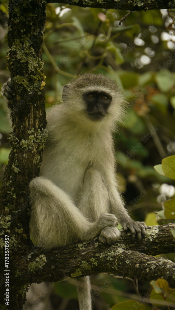 Fototapeta premium vervet monkey, Chlorocebus sabaeus, resting in tree, close 788
