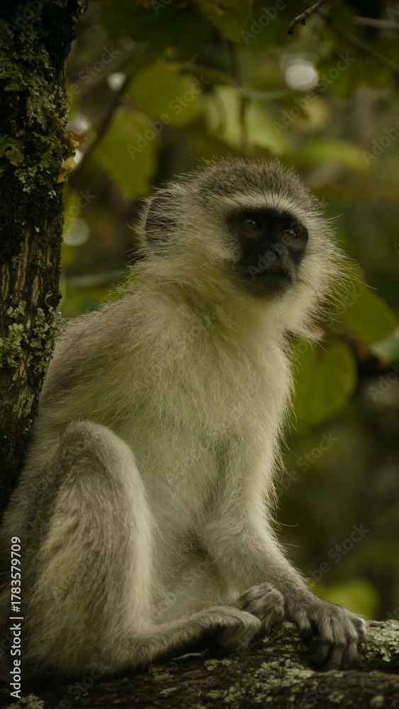 Fototapeta premium vervet monkey, Chlorocebus sabaeus, resting in tree, close 791