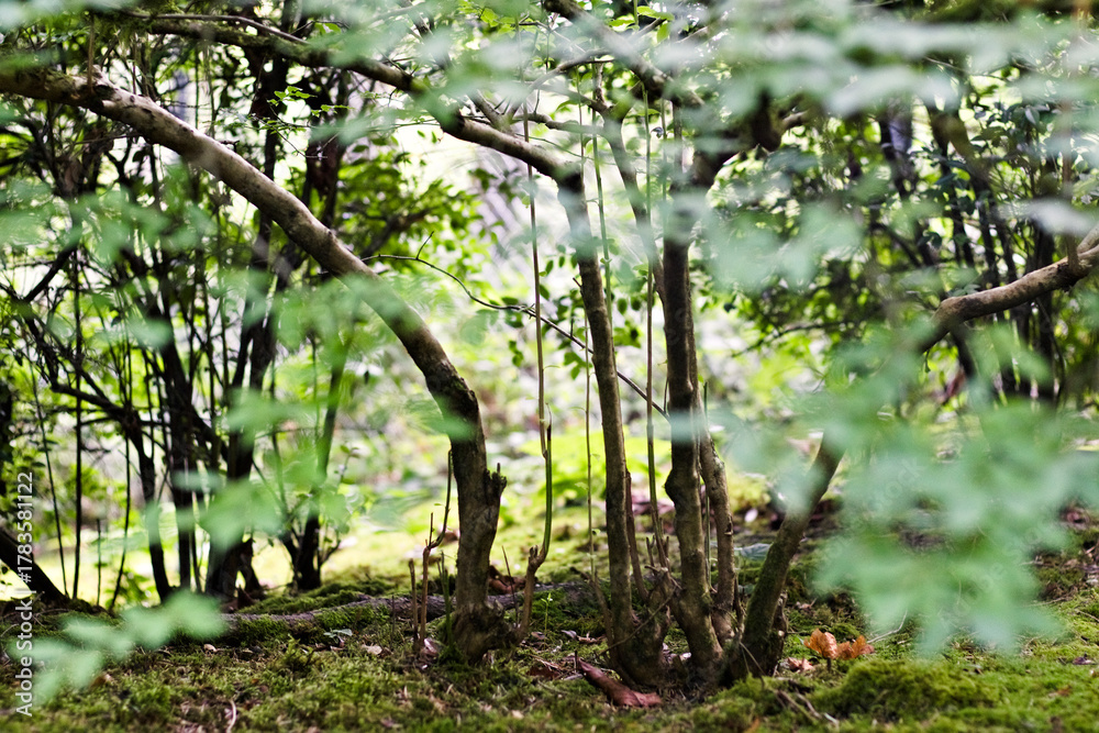 Fototapeta premium Peaceful moss-covered forest floor with slender tree trunks and soft green foliage in the Seattle Japanese Garden, evoking calm and natural balance.