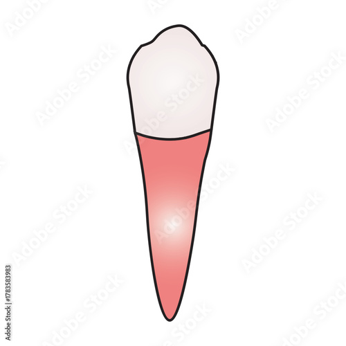 canine tooth 