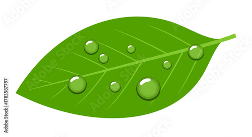Bright green leaf with glossy dew or water droplets against a white background